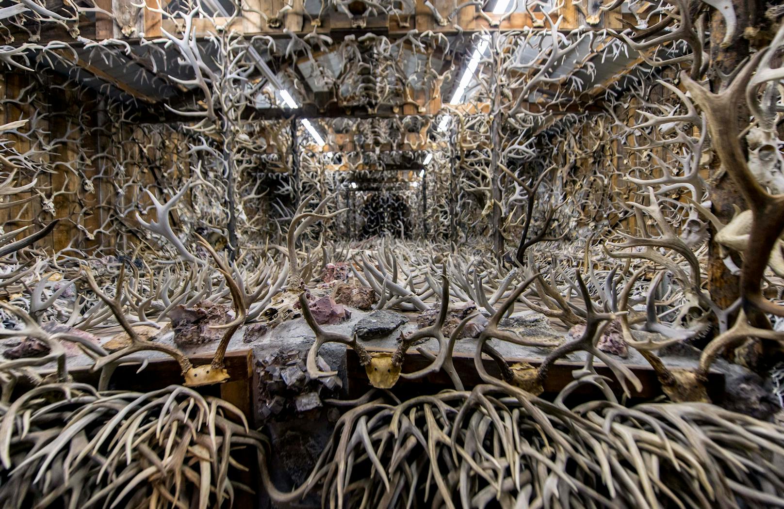 Das "Hörner-Haus" von Jim Phillips umfasst 16.000 Hörner, Schädel und Geweihe von Elchen und Hirschen. 