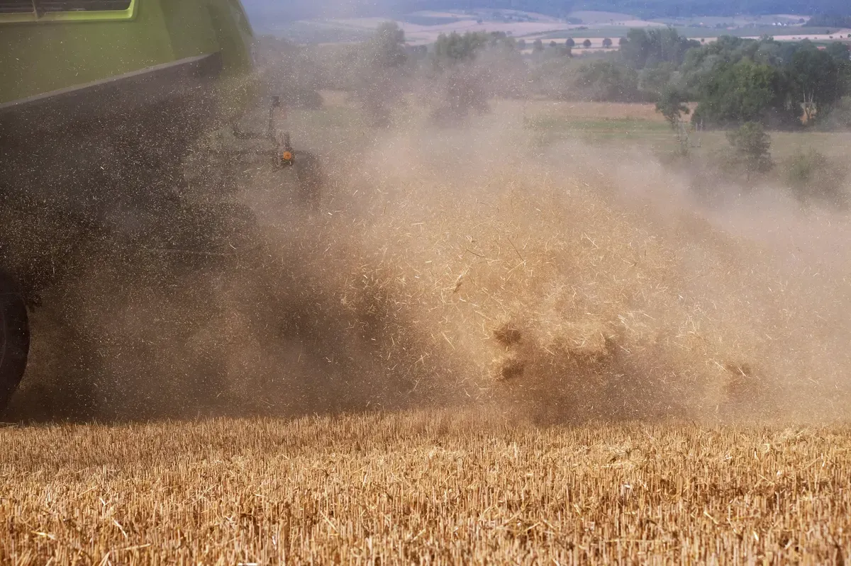 Russland hat rund 5,8 Millionen Tonnen ukrainischen Weizen geerntet.