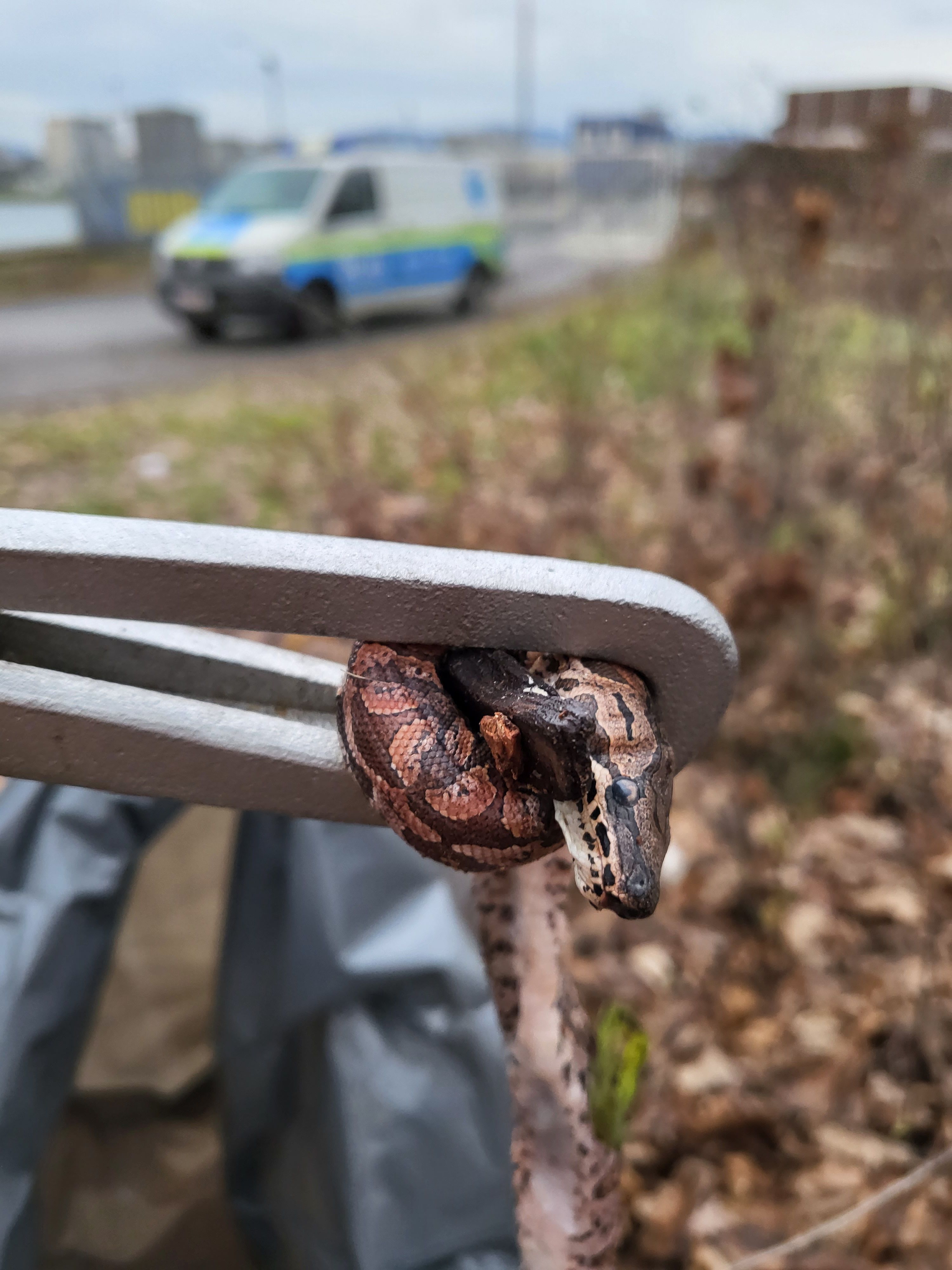 Ein Spaziergänger fand die toten Reptilien.