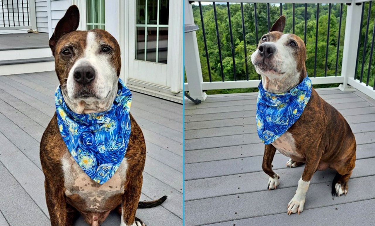 Heute.at - Herzzerreißender Grund! Van Gogh hat nur noch ein Ohr