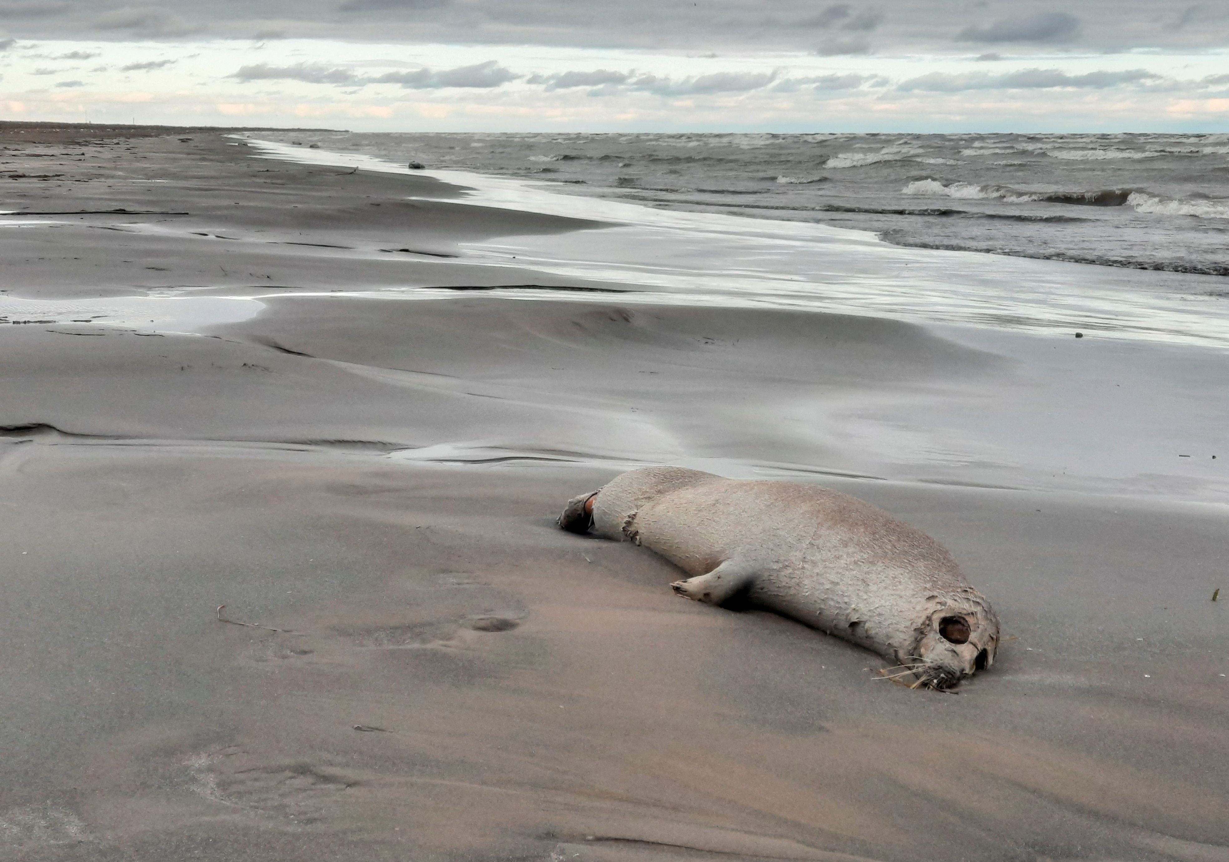 An der Küste des Kaspischen Meeres bei Dagestan wurden Tausende tote Robben angespült.