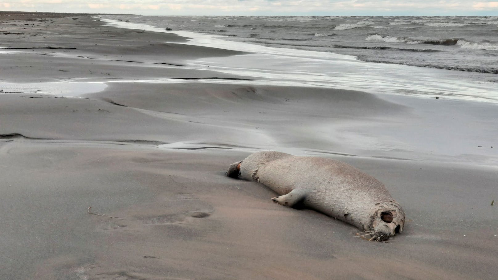 An der Küste des Kaspischen Meeres bei Dagestan wurden Tausende tote Robben angespült.