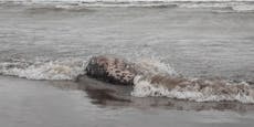 2.500 tote Robben angespült – Forscher stehen vor Rätsel