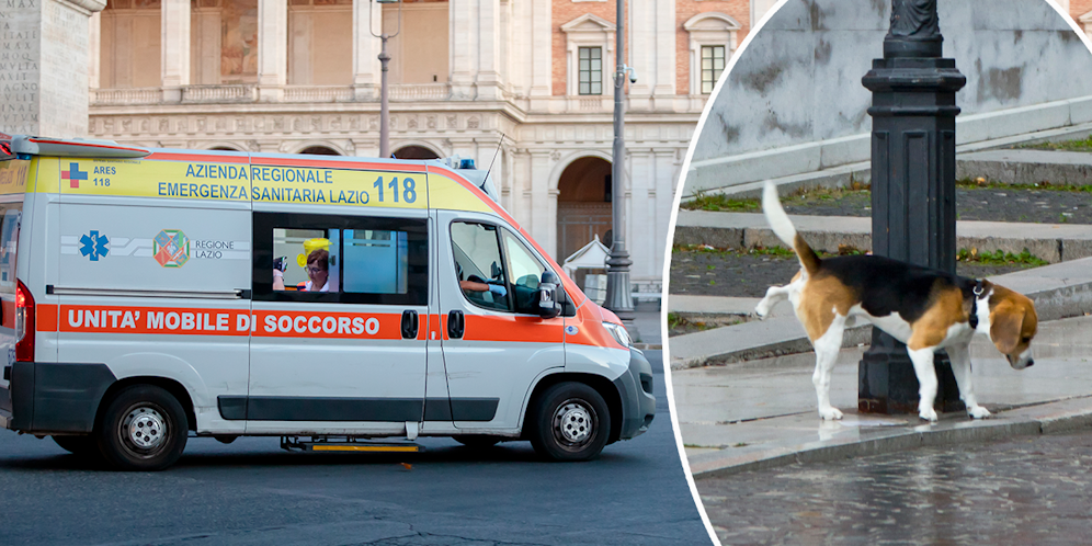 Hunde-Urin soll daran Schuld sein, dass eine Straßenlaterne auf einen 58-Jährigen kippte (Symbolfoto)