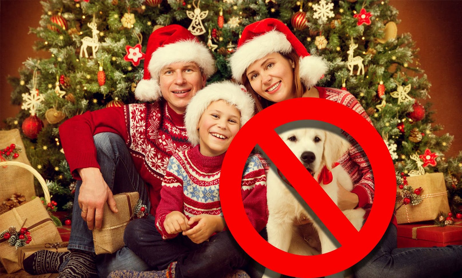 Haustiere haben unter dem Christbaum nichts verloren. Tierschützer warnen vor Impulskäufen zu Weihnachten.