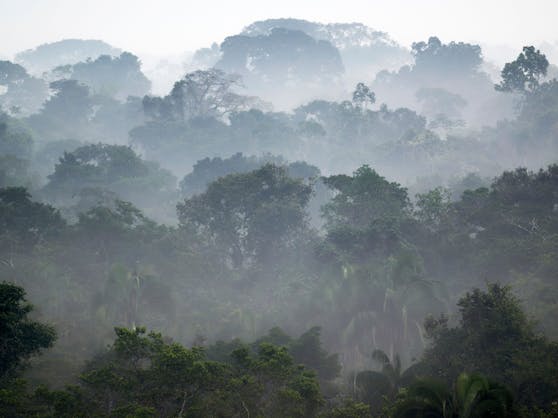 Regenwald im Yasuni Nationalpark in Ecuador. Alle zwei Sekunden wird weltweit eine Waldfläche von der Größe eines Fußballfeldes zerstört. Das treibt die Klima- als auch die Artenkrise weiter an.