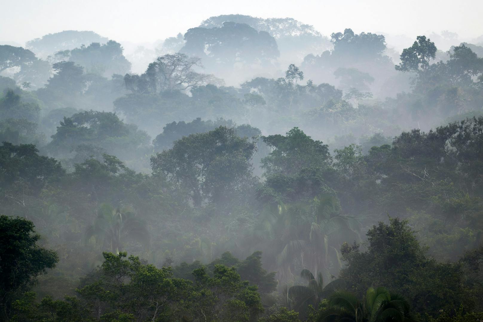 Montreal-Gipfel COP15 soll Artensterben stoppen