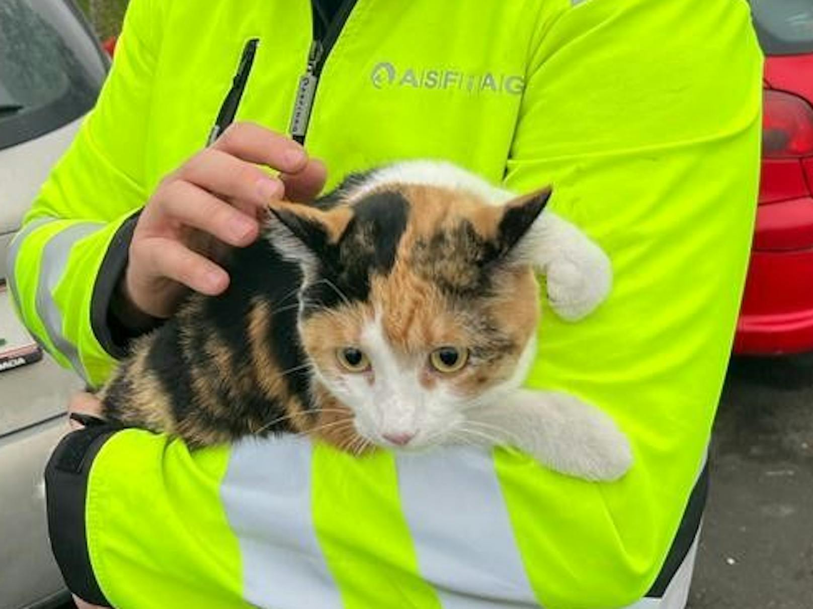 Katze "Shila" wirkt nach der Rettung durch einen Asfinag-Mitarbeiter sichtlich verängstigt.