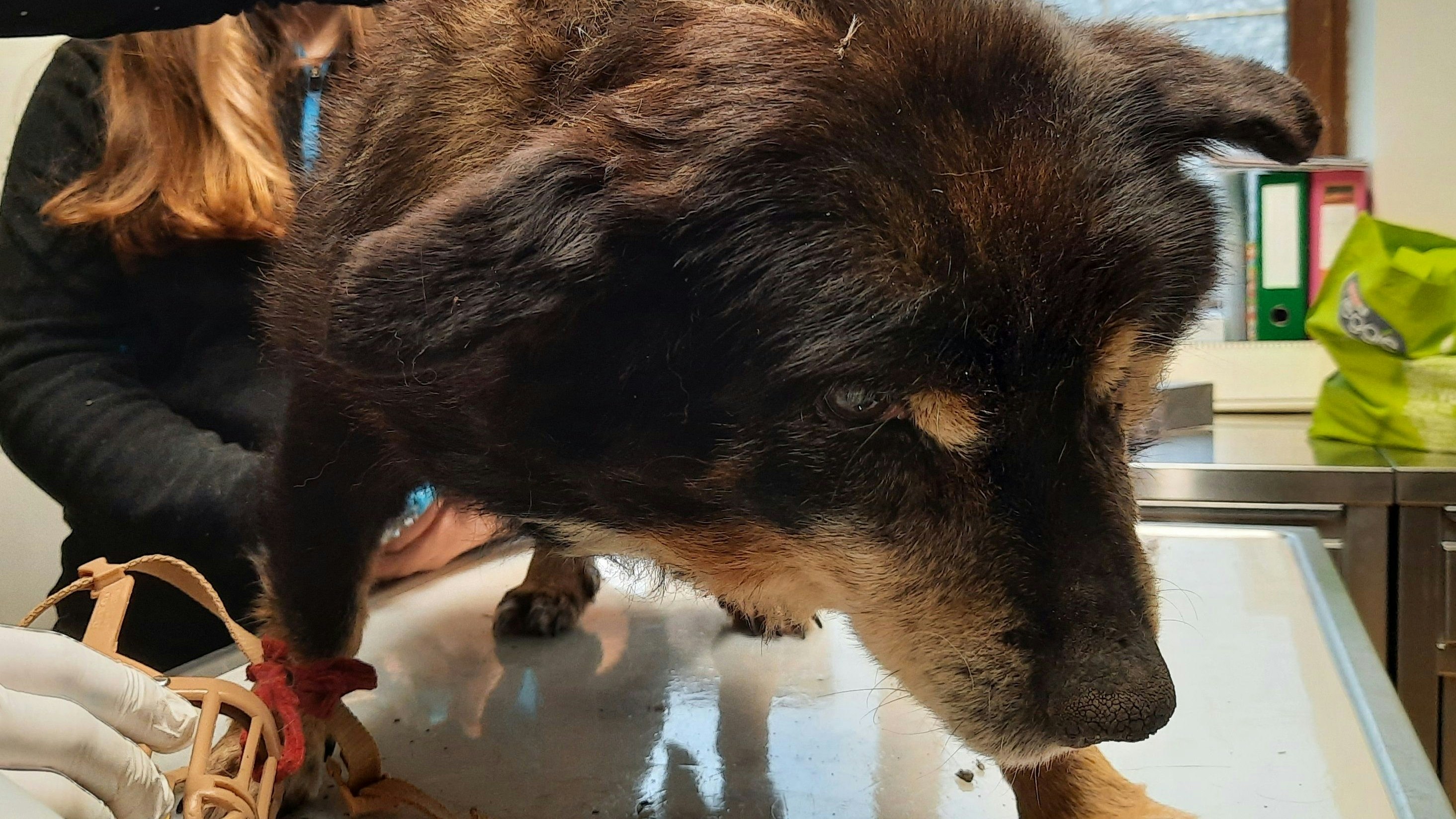 Ein Bild des Jammers. Der arme, alte Hundeopa konnte nur noch erlöst werden. 