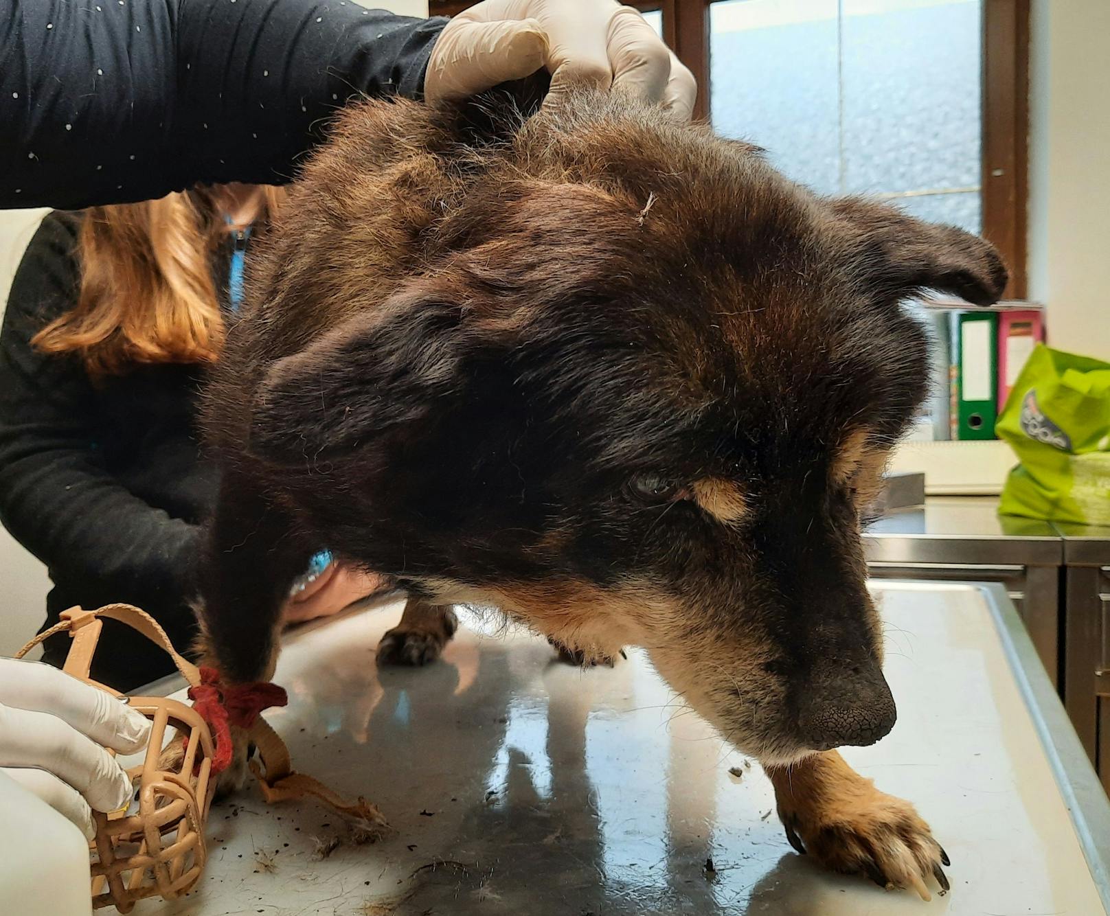 Todkranker Hundeopa irrte alleine bei Minusgraden umher