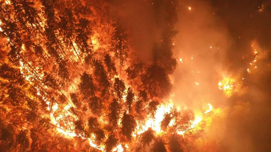 Waldbrand in Hirschwang