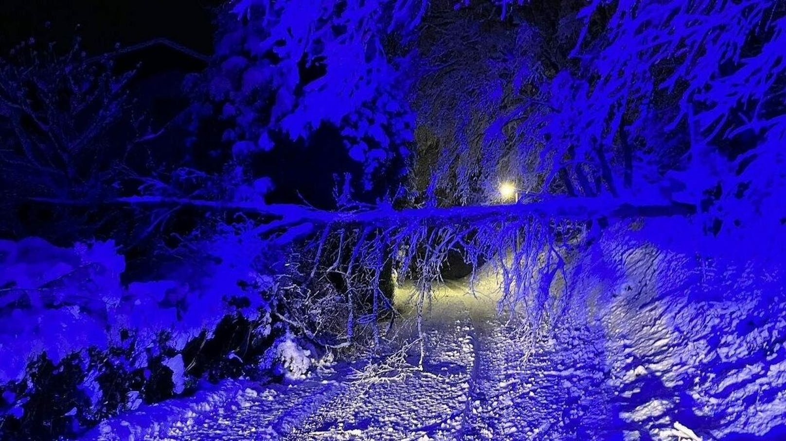 In Zwettl an der Rodl stürzten Bäume über die Straße.