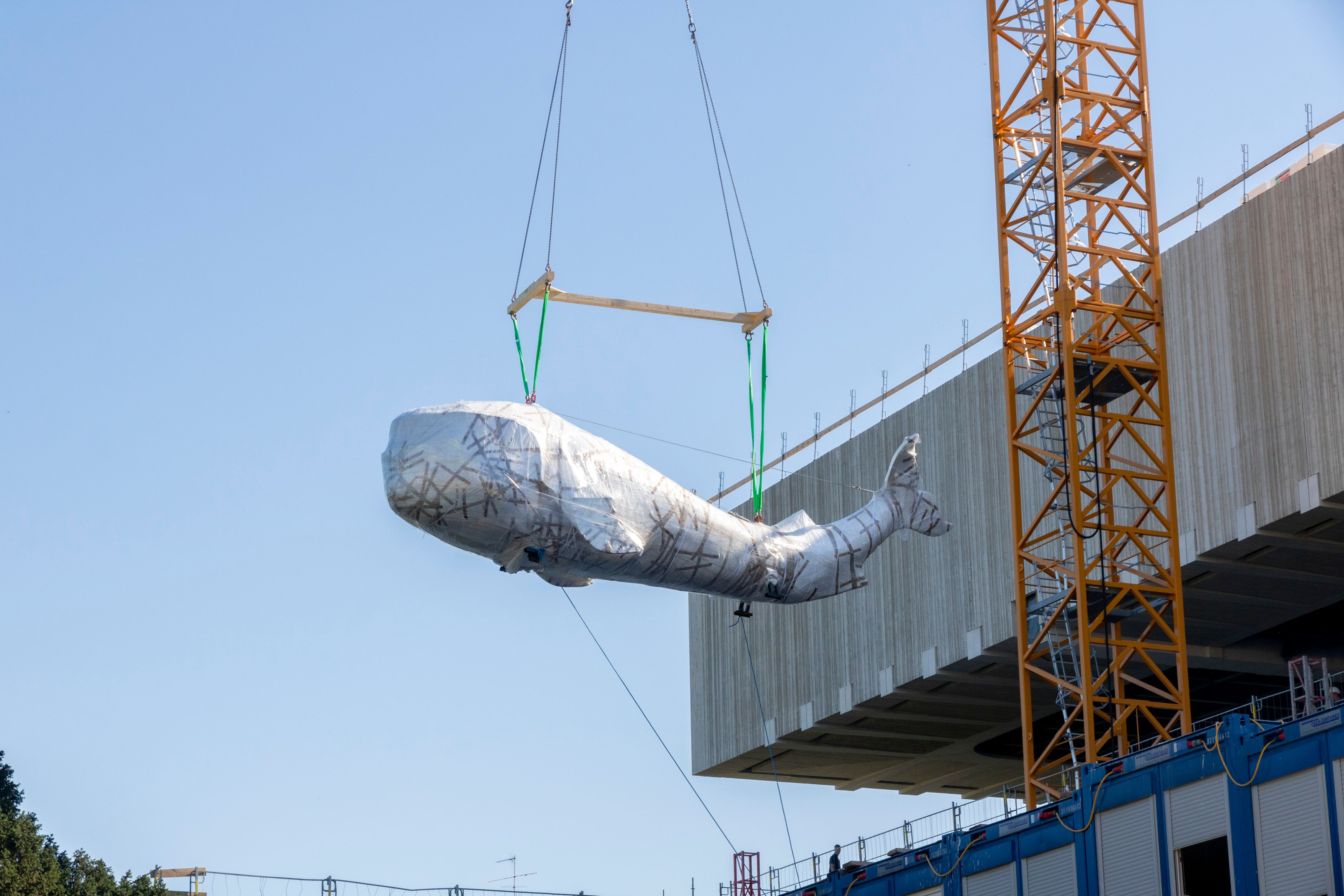 Im Sommer zog der Wal ins Museum. Bis zur Eröffnung im März braucht er einen Namen.