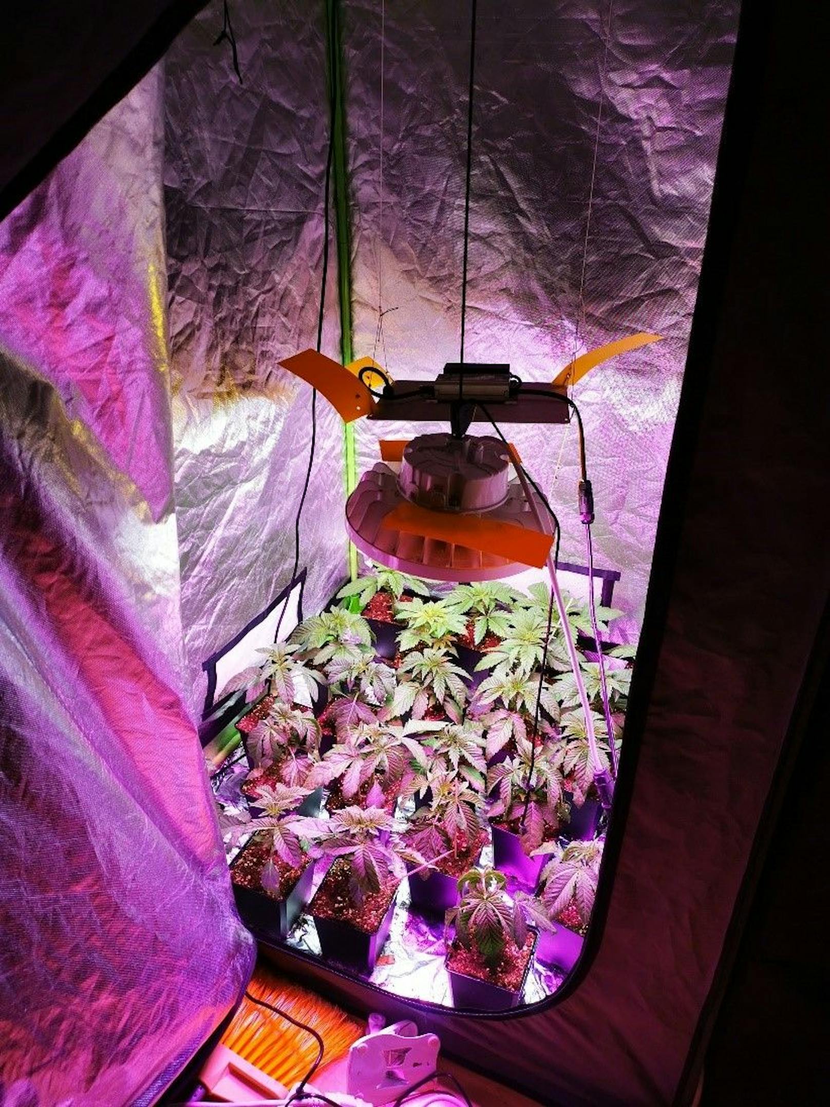 In der Wohnung wurden in zwei "Grow-Zelten" mehrere Cannabispflanzen entdeckt.