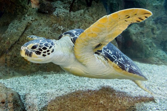 Die bekannteste Meeresschildkröte