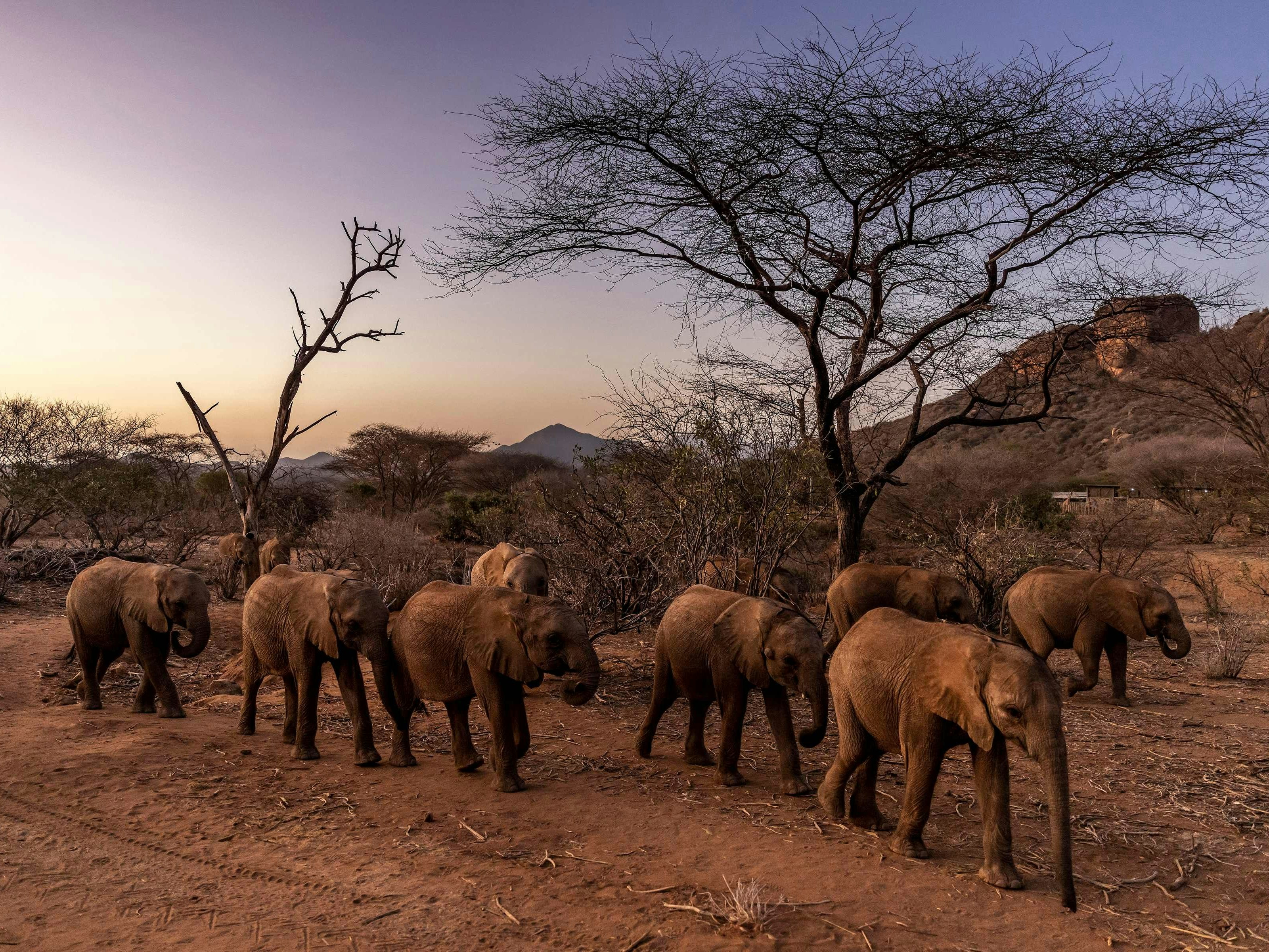 Download von www.picturedesk.com am 07.12.2022 (10:36).  Elephant calves walk after a feeding routine early in the morning at Reteti Elephant Sanctuary in Namunyak Wildlife Conservancy, Samburu, Kenya on October 13, 2022. - Reteti Elephant Sanctuary has been overwhelmed with rescue operations and the influx of orphaned and abandoned calves due to the current drought in Namunyak Wildlife Conservancy where they operate. Parched lands and dry wells cover the terrain leading to many baby elephants to lose their exhausted mothers, or get abandoned or lost. East Africas worst drought in forty years is starving Kenyas famed wildlife of usual food and water sources while increasing human-wildlife conflict. The severe drought has not only put millions of people on the brink of starvation, but it is also threatening the rich biodiversity in the region. (Photo by Luis Tato / AFP) - 20221013_PD10657 - Rechteinfo: Rights Managed (RM) Nur fÃ¼r redaktionelle Nutzung! Werbliche Nutzung erfordert Freigabe: bitte schicken Sie uns eine Anfrage.