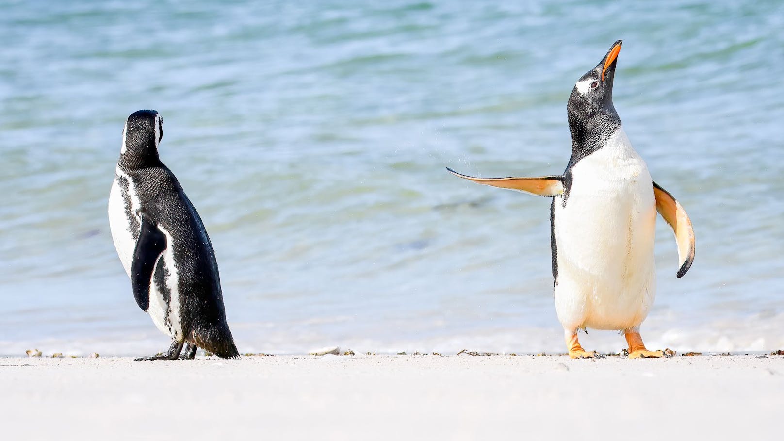 "Talk to the Fin" - was soviel heißt wie: "Sag's der Flosse, Alter!"