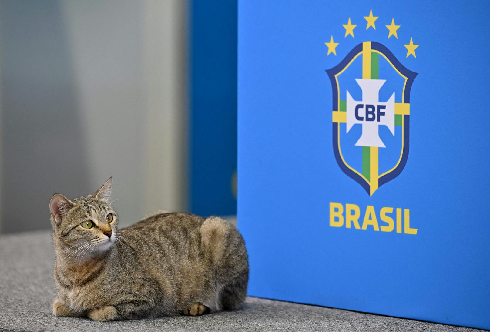 WM-Katze crasht Brasilien-PK.