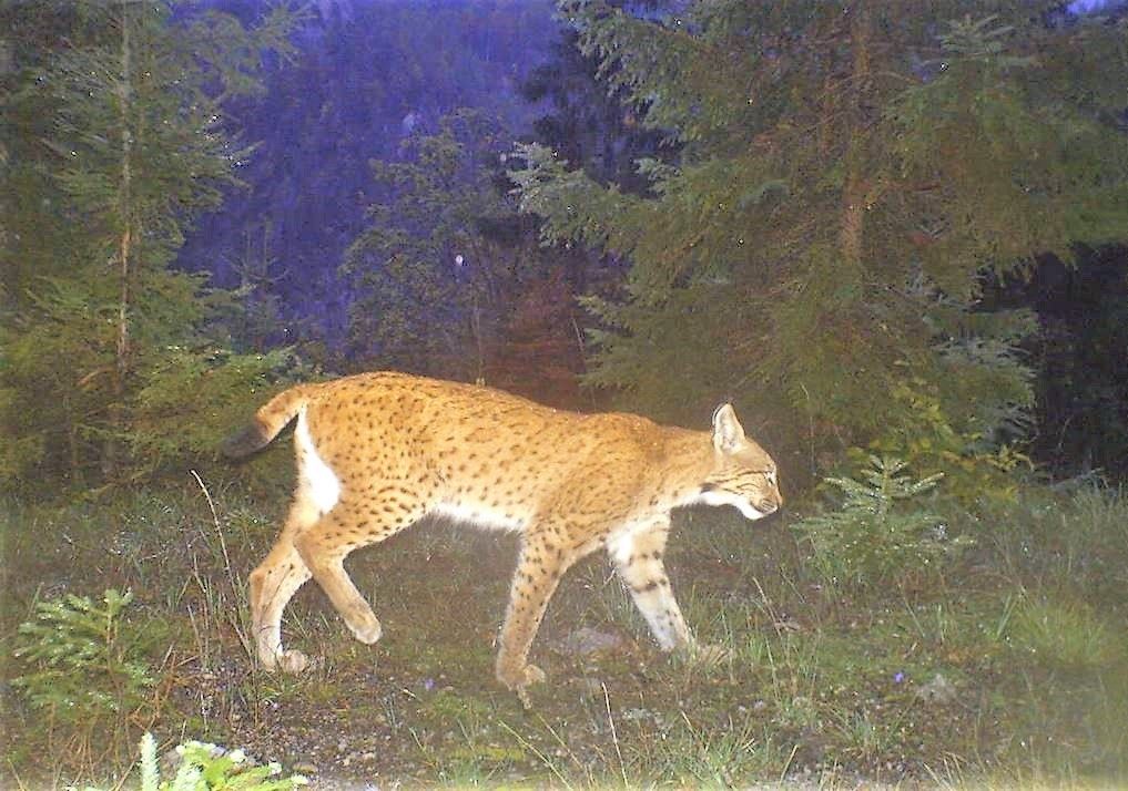 Er wollte für keinen Nachwuchs sorgen: Jetzt muss "Lakota" übersiedeln.