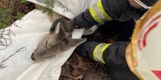Wiener Feuerwehr wird zum tierischen Re(h)tter