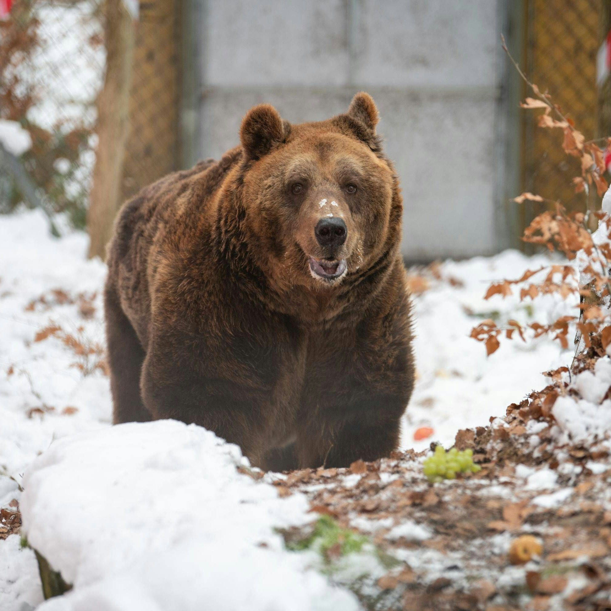 Vorsichtig erkundet "Mark" sein neues Gehege.
