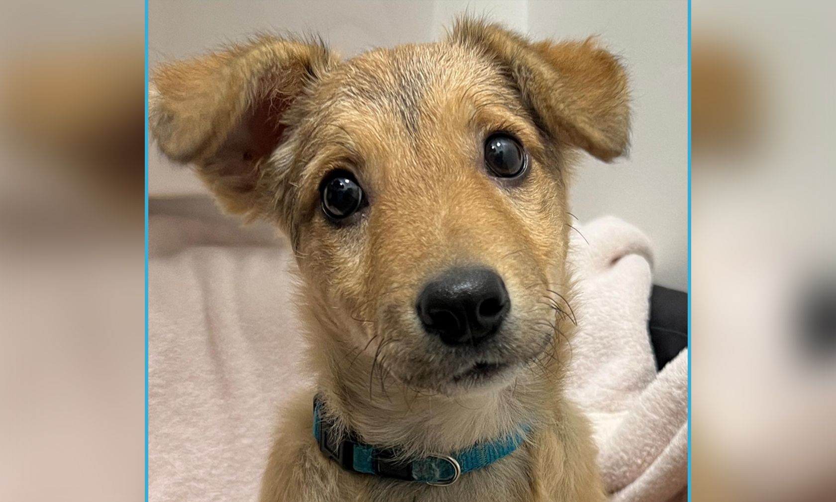 Die kleine "Niki" stammt aus dem illegalen Welpenhandel und hatte Glück im Unglück. 