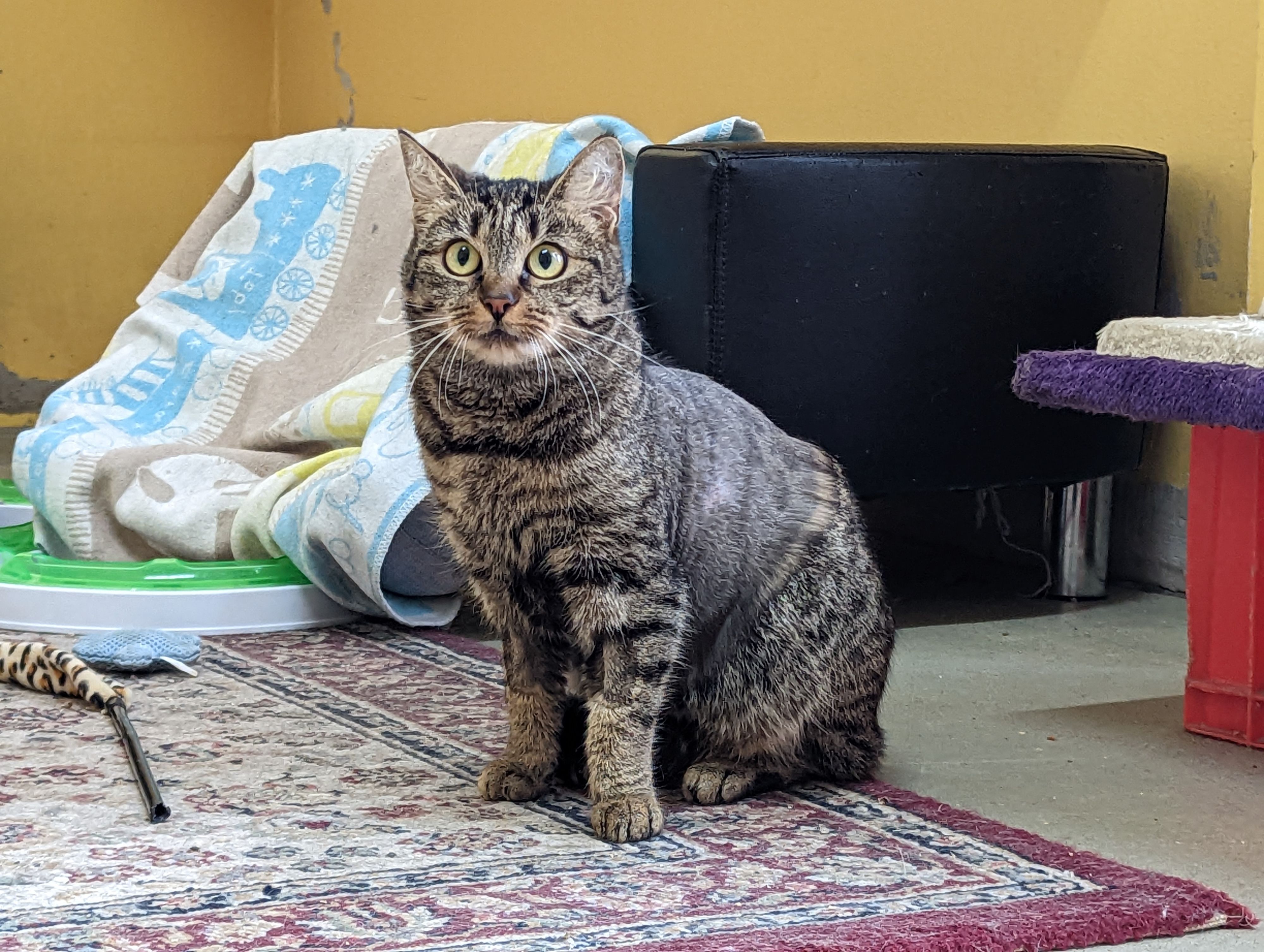 Danke des Notfellchen-Programms kann "Zoe" wieder schnurren.