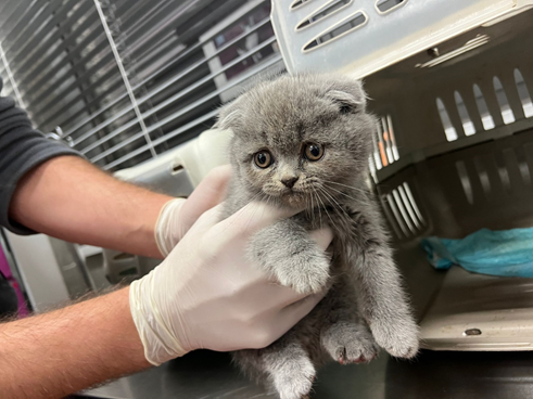 Eine der geretteten Katzen.