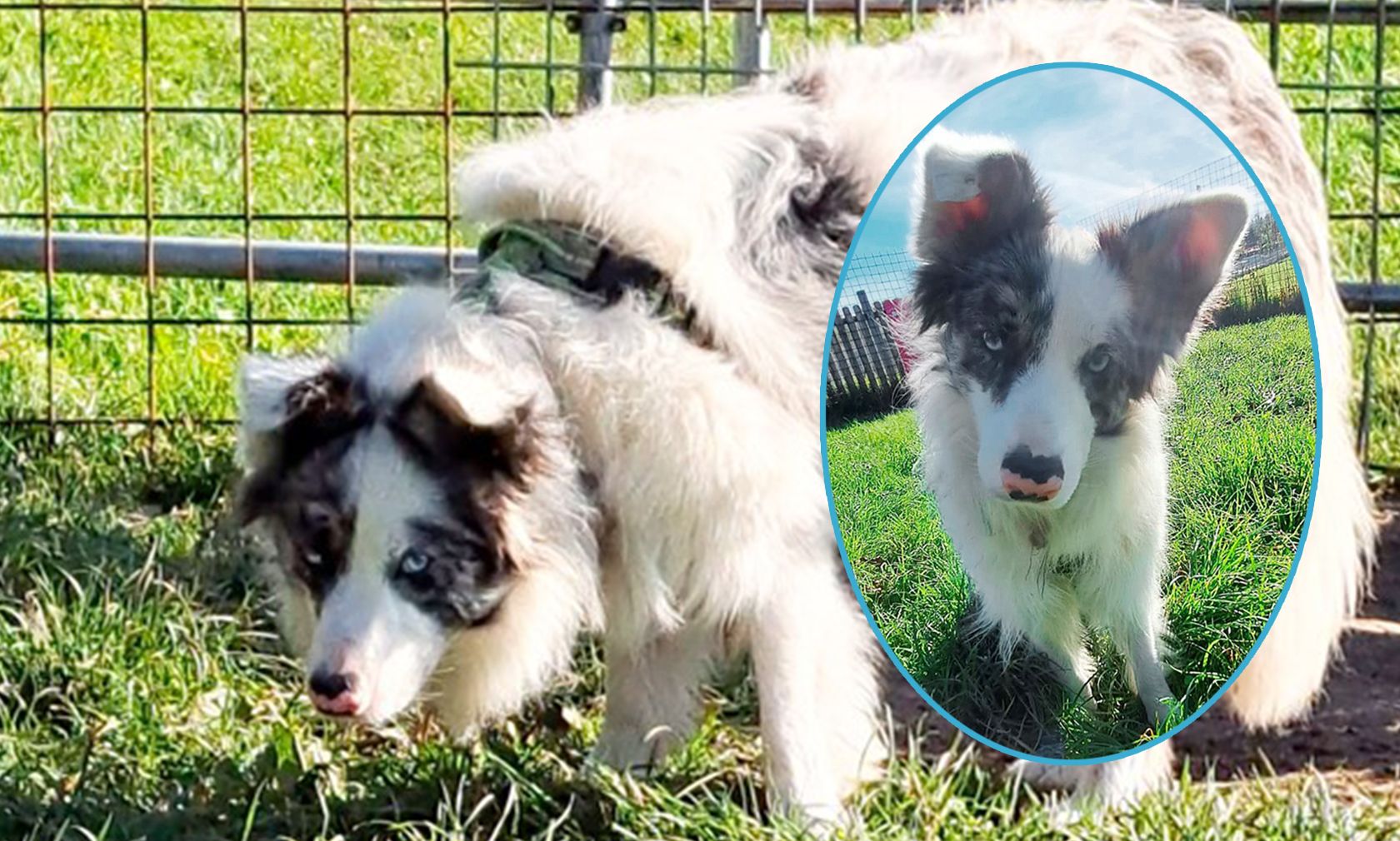 Aufgrund eines Zuchtfehlers, findet "Filou" kein Zuhause. 