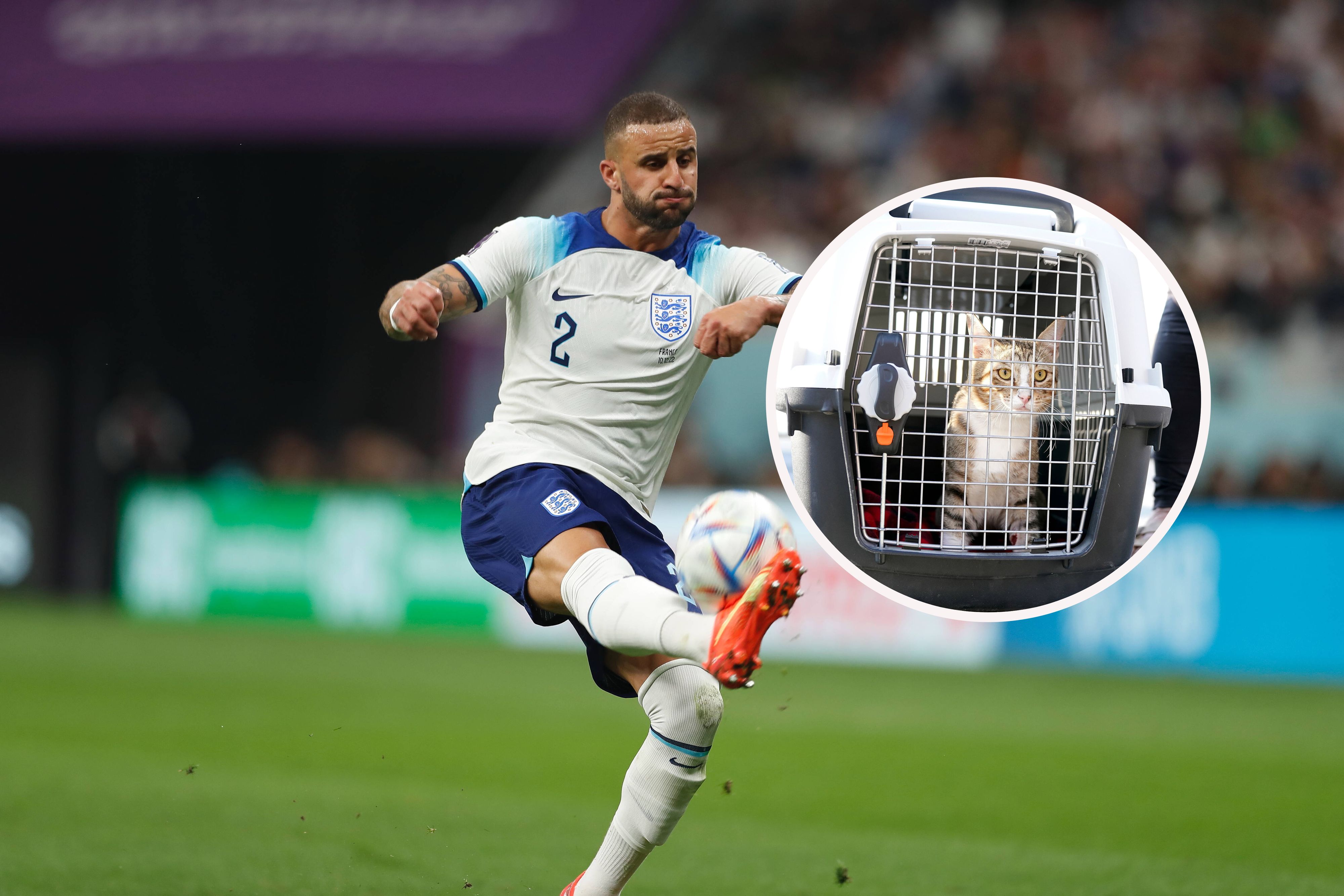 Kyle Walker adoptiert Katze Dave.