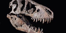 T-Rex-Schädel für 5,7 Millionen Euro versteigert
