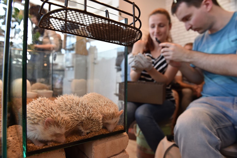 Im Igel-Cafe "Harry" in Japan kann man während seines Kaffees mit einem Igel kuscheln.