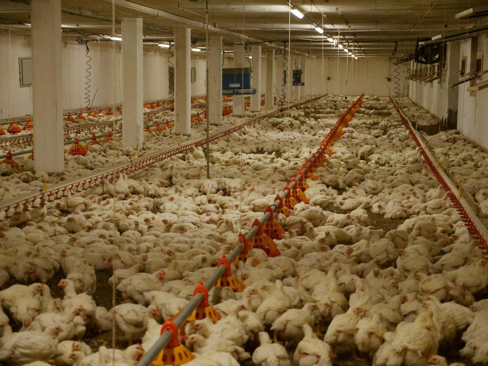 Laut Tierschutzgesetz ist es verboten, Tiere aus solchen Zuchten zu verwenden, doch die enorme Gier nach massenhaft billigem Hühnerfleisch scheint dieses Gesetz auszuhebeln.