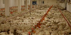 Mehr AMA-Kontrollen nach Hühner-Skandal