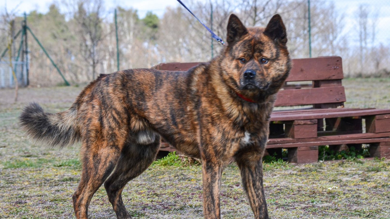 Mit viel Geduld gelang es einem Tiertrainer des örtlichen Tierheims in Srem (Polen) den ängstlichen Hund einzufangen.