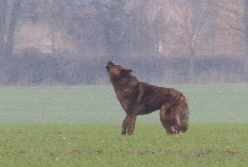 Wolf oder Hund? Vor diesem Tier fürchtet sich ganz Polen.