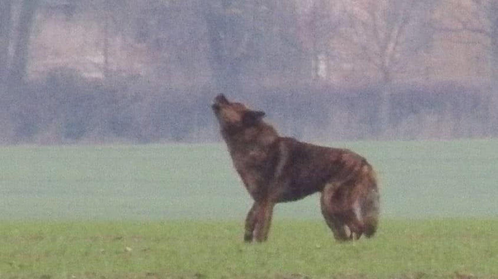 Wolf oder Hund? Vor diesem Tier fürchtet sich ganz Polen.