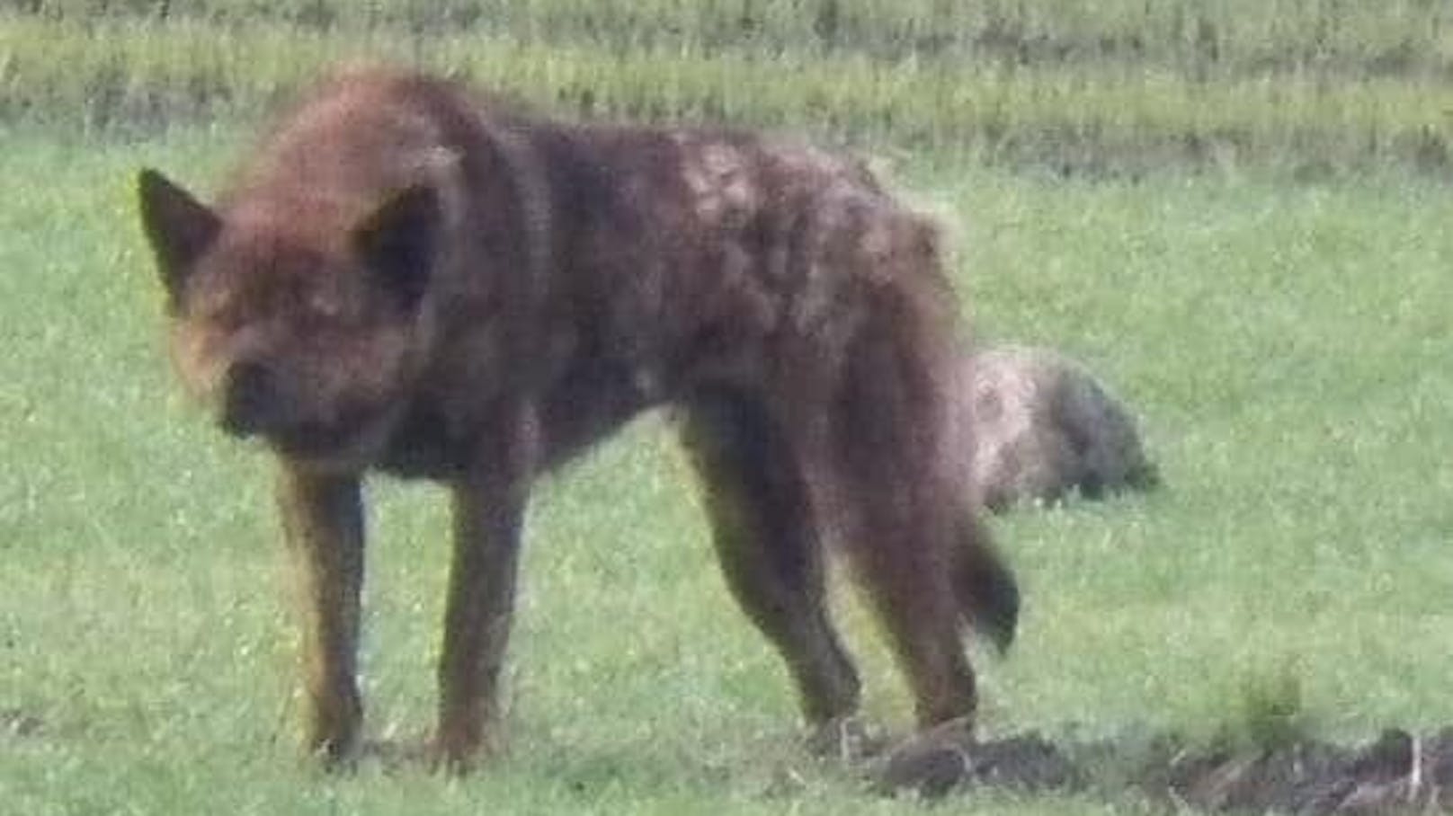 Fälschlicherweise für einen gefährlichen Wolf gehalten, sorgte der American Akita "Hatori" auf den Feldern für Angst und Schrecken.