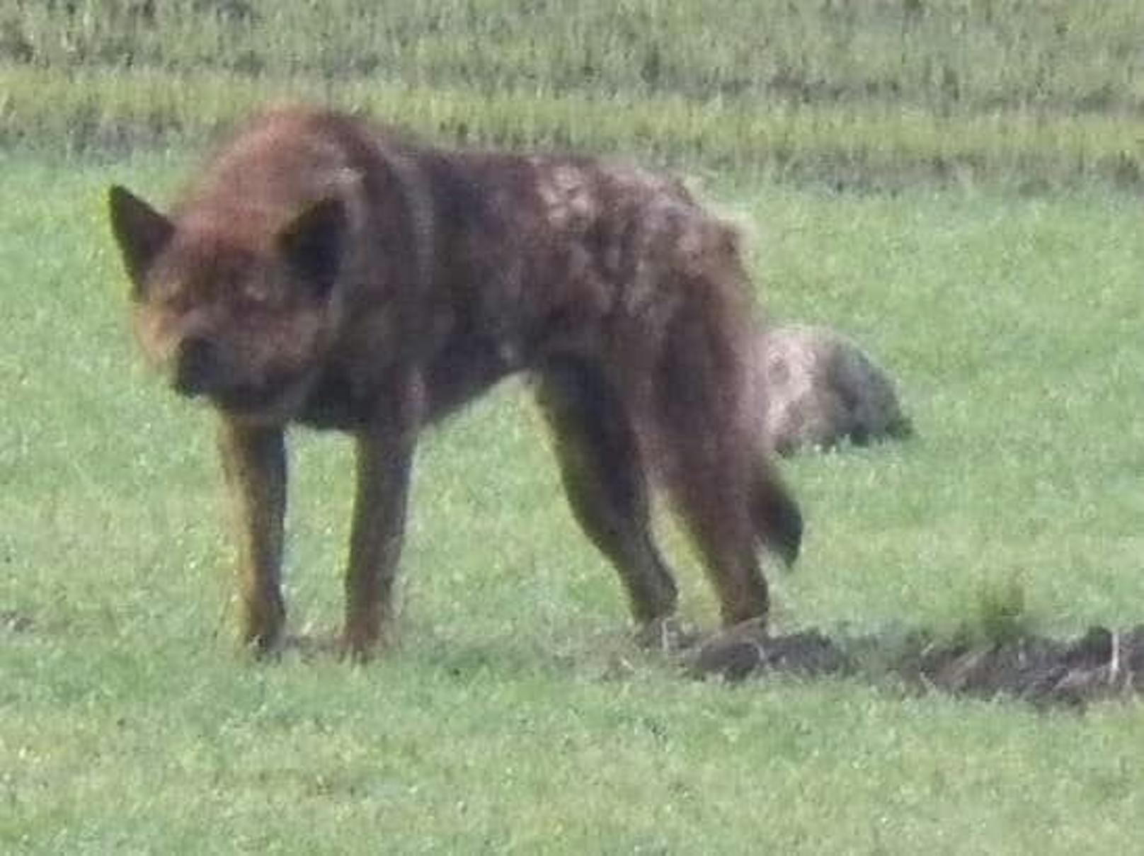 Fälschlicherweise für einen gefährlichen Wolf gehalten, sorgte der American Akita "Hatori" auf den Feldern für Angst und Schrecken.