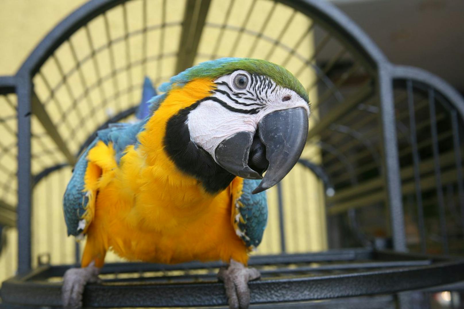 16-Jährige zahlte über 2.000 Euro für (k)einen Papagei