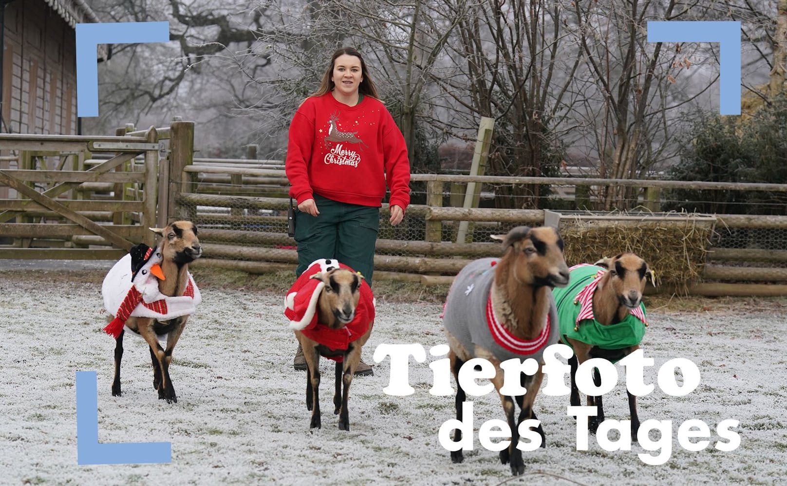 Im Blair Drummond Safari Park (Schottland) tragen Schafe und Ziegen selbstgestrickte Weihnachtspullis, wenn die Temperaturen unter 0 Grad Celsius sinken.