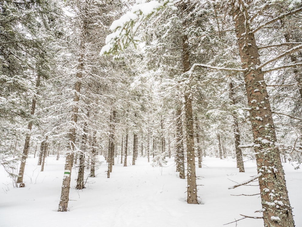 Winterlandschaft im oststeirischen Bergland bei Stanz.