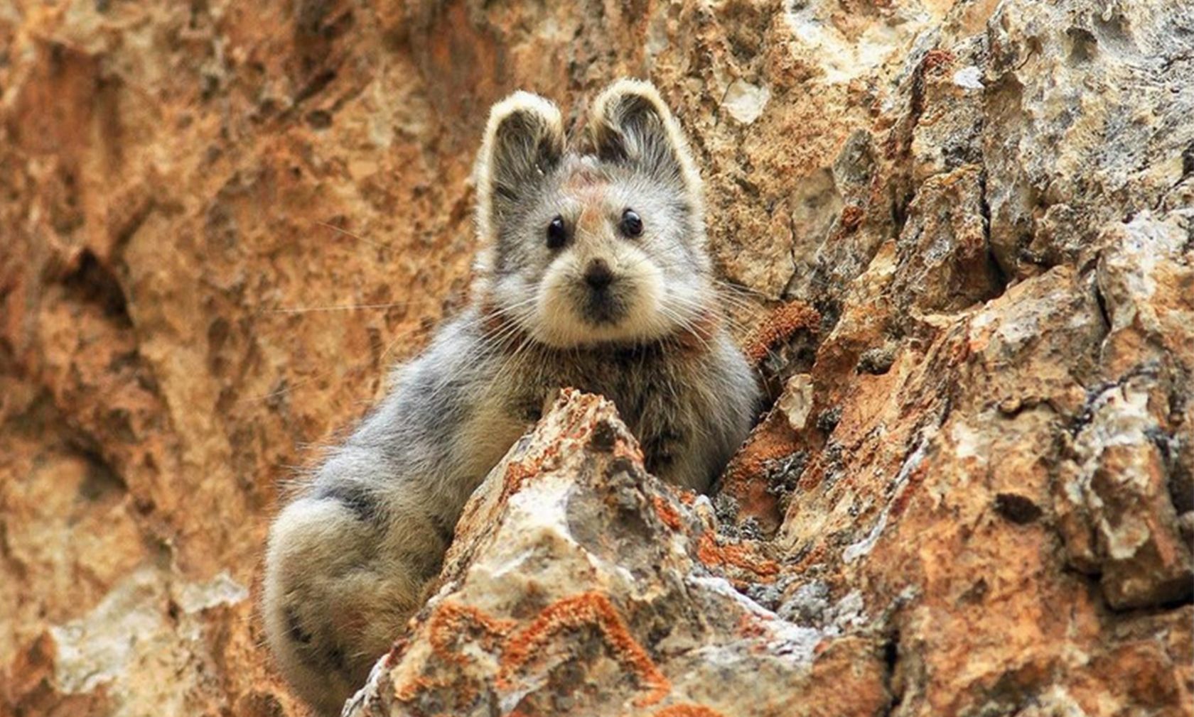 Der Ili-Pfeifhase wurde erst 1983 zufällig im Gebirge Tian Shan im Nordwesten Chinas entdeckt. 