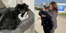 Gestohlener Hund nach sieben Jahren wieder gefunden!