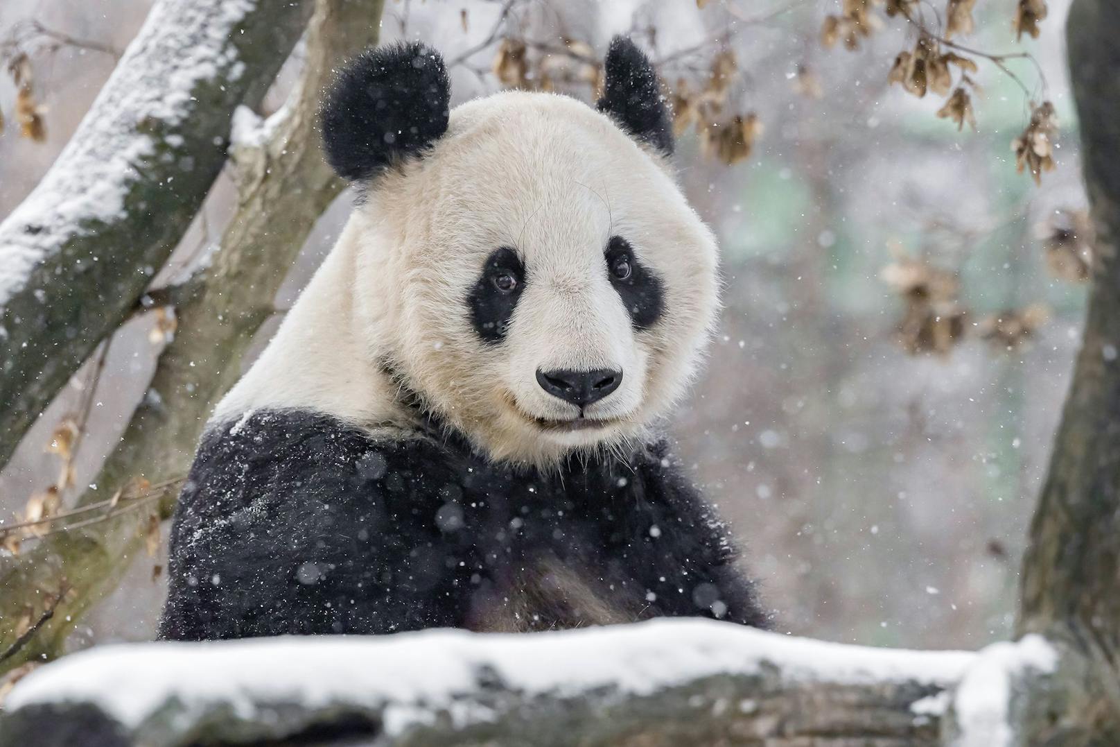 Dem Großen Panda wird auch nicht so schnell kalt.