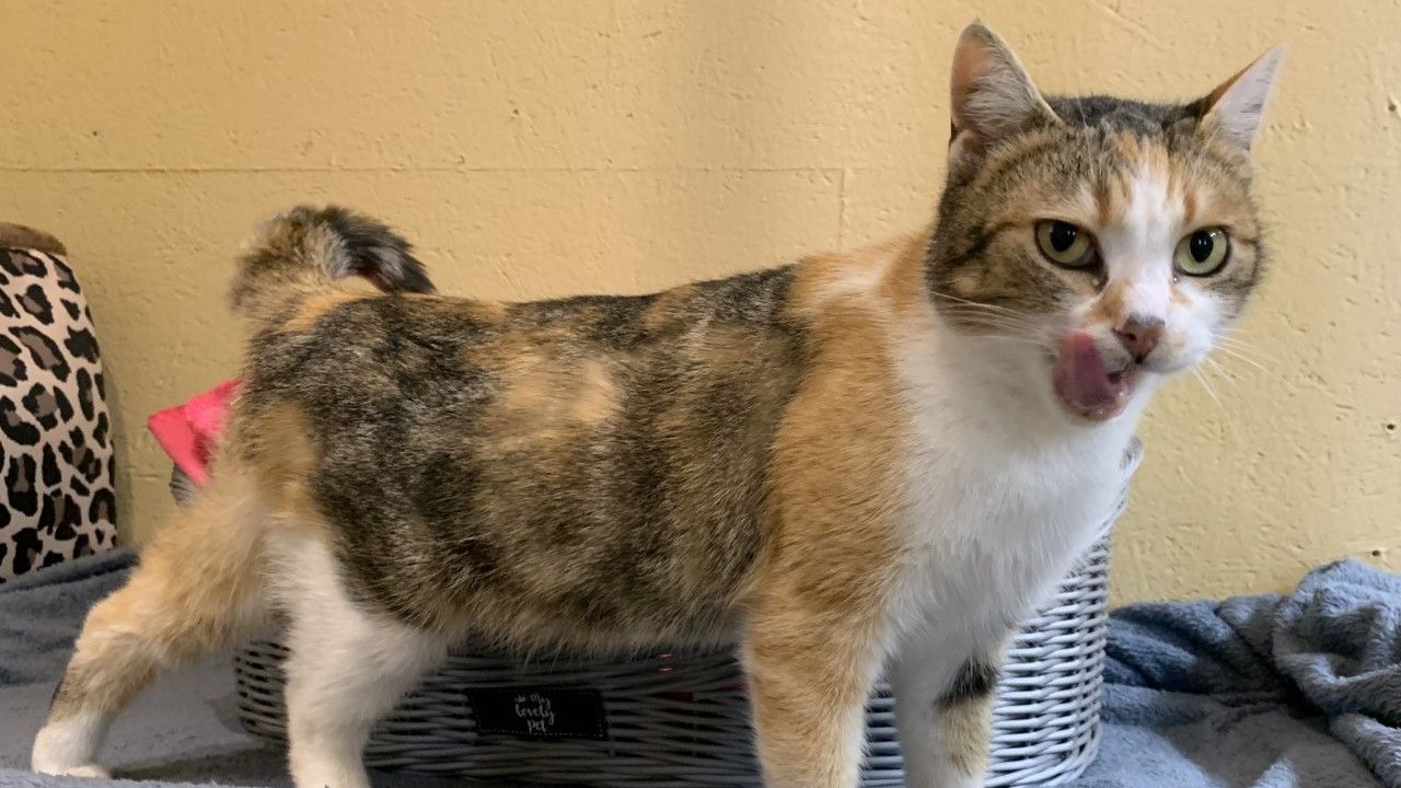 "Emily" hatte großes Glück und darf nun ihre Kinder in einer sicheren Umgebung zur Welt bringen. 