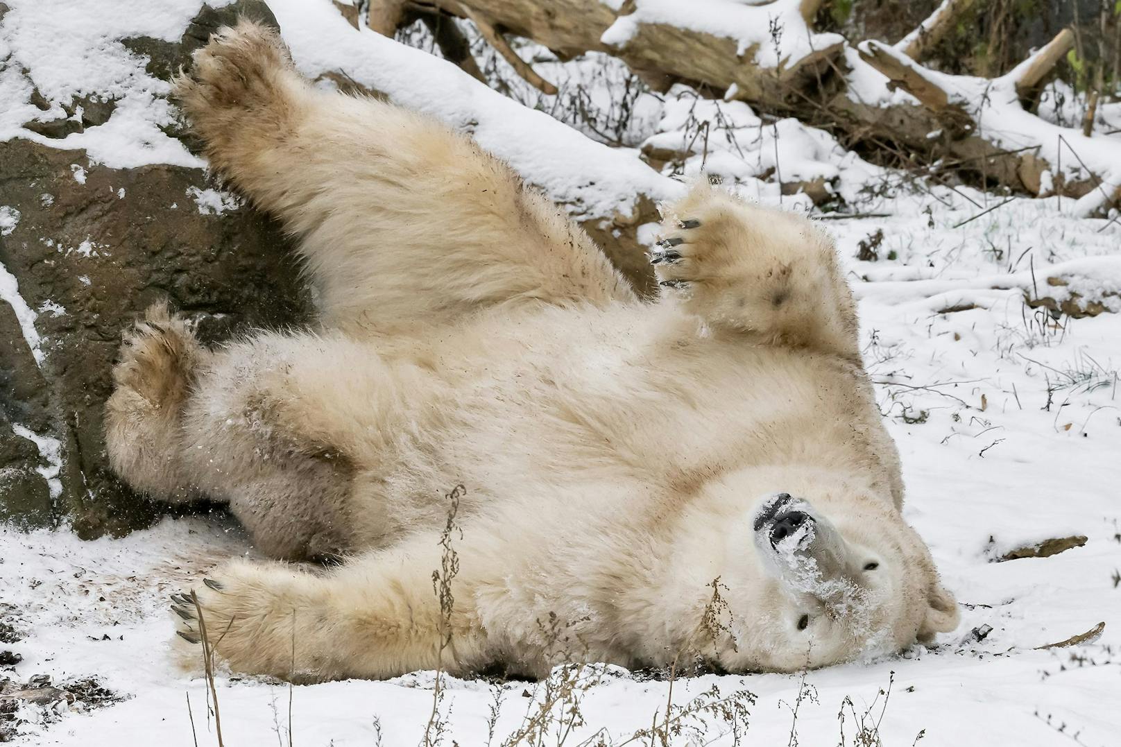 Tja, - das war ja klar. EEENDLICH SCHNEE, denkt sich unser Eisbär.