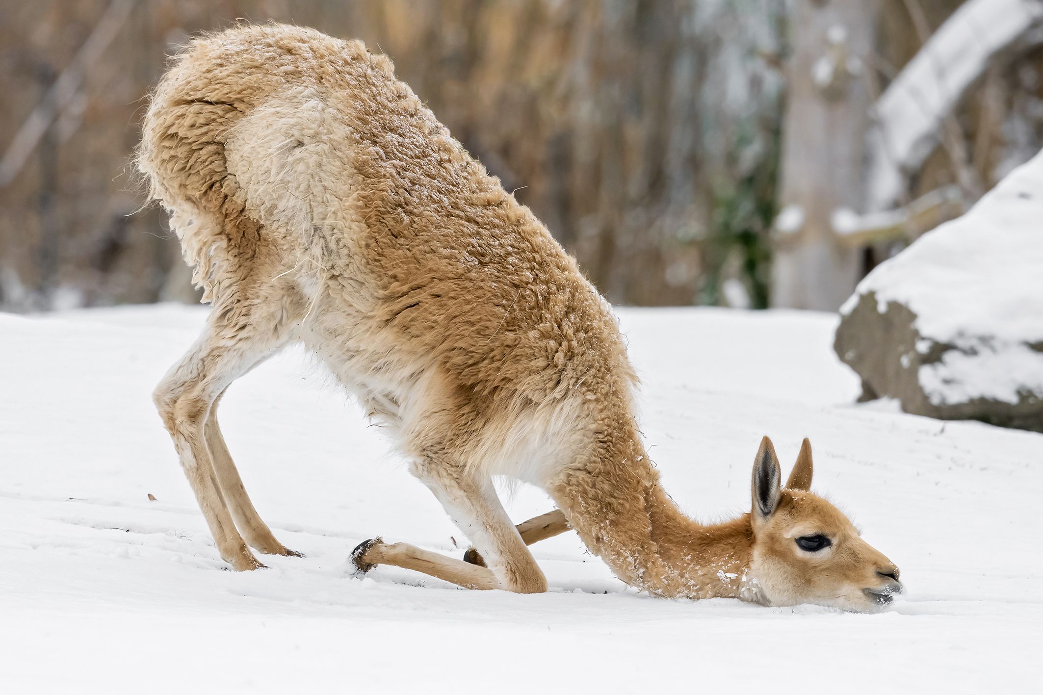 Was für ein Spaß! Dieses Vikunja freut sich offenbar sehr über das Schneeflöckchen.