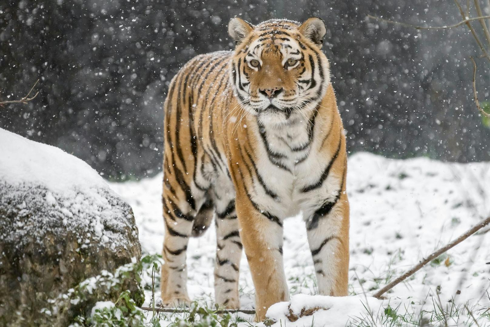 Auch der sibirische Tiger genießt das Schneeflöckchen.