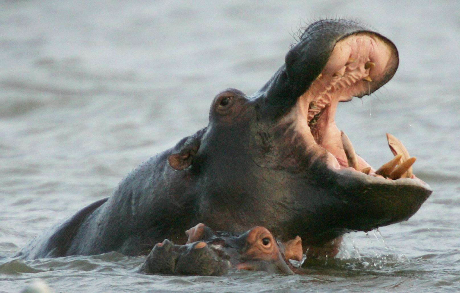 Flusspferd verschlingt Kind und spuckt es wieder aus